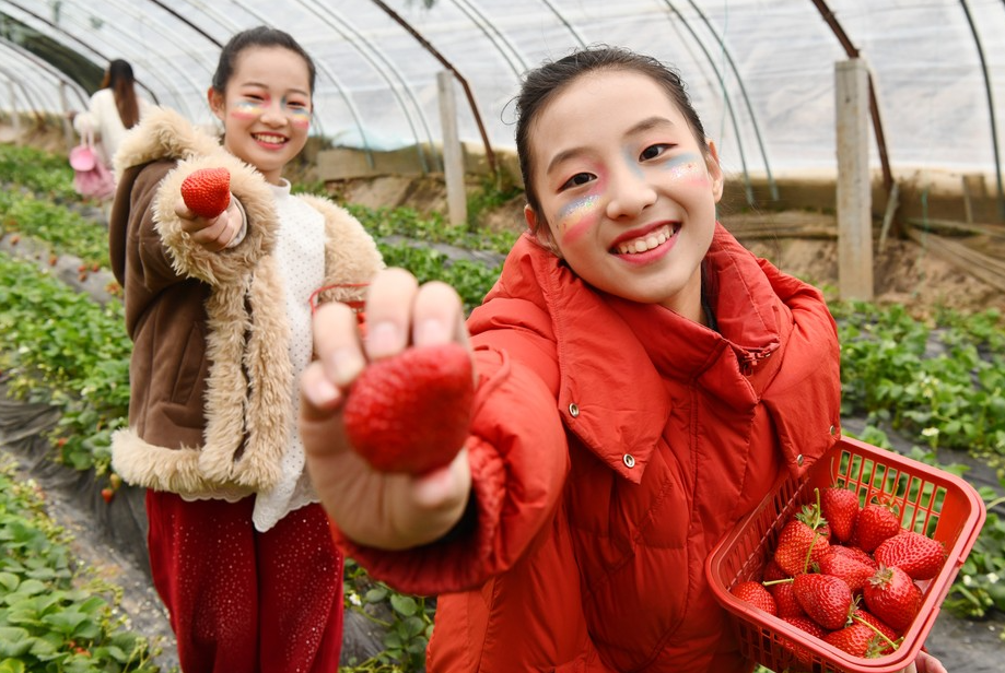 栾城草莓采摘季来了