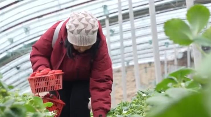 石家庄栾城区：以“莓”为媒兴产业 农旅融合促振兴