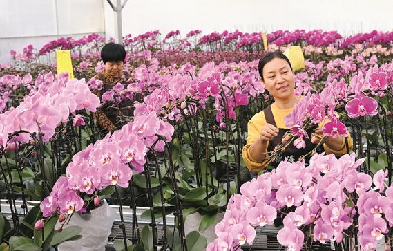 石家庄市扎实推进宜居宜业和美乡村建设