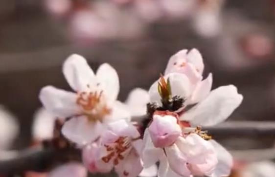 石家庄元氏：桃花醉游人 振兴添活力