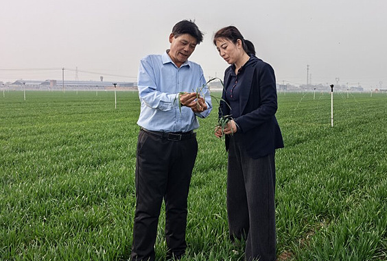 麦田送进“托管班” 农民省心又划算