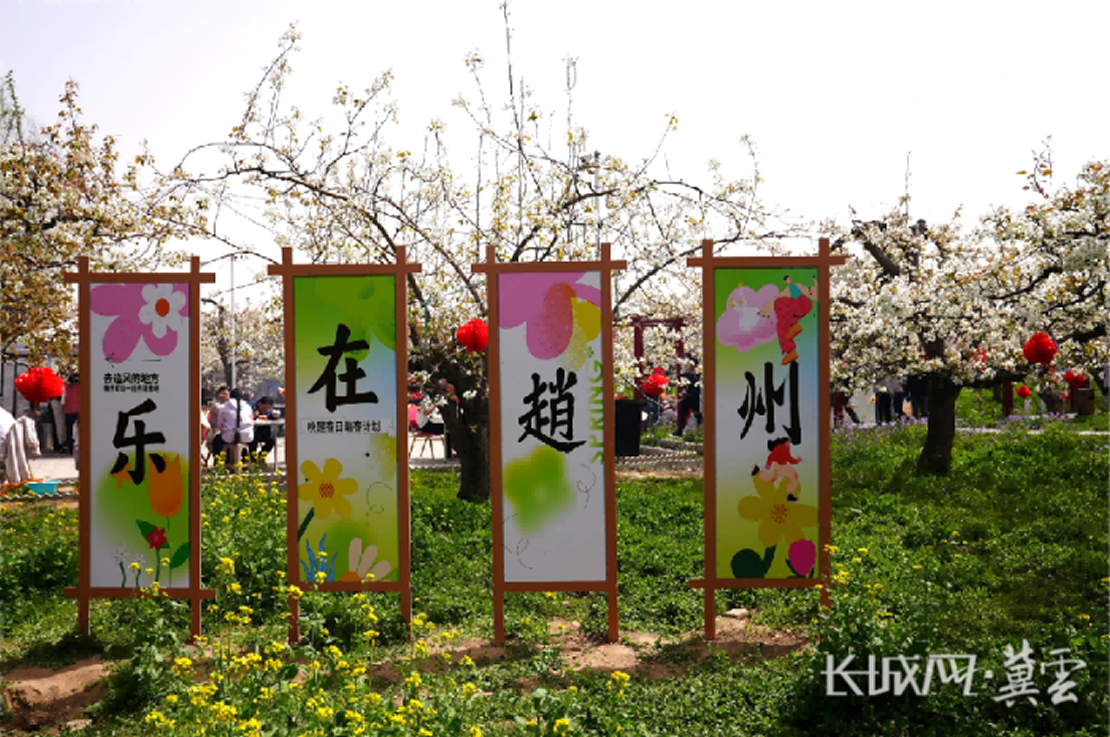 清明假期来石家庄赵县赴一场梨花盛宴