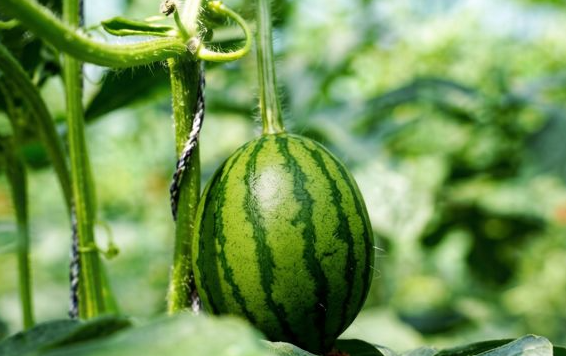 河北石家庄：春日西瓜管护忙