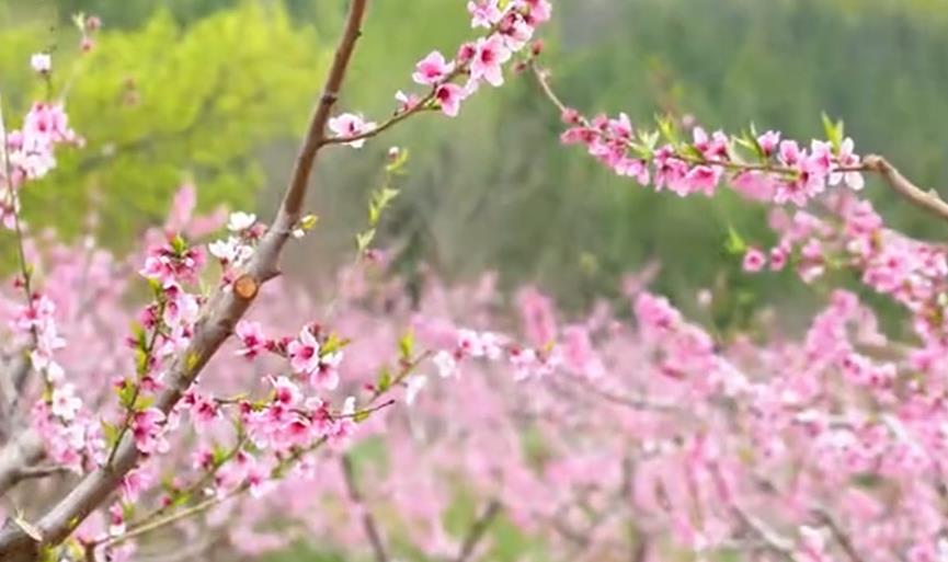 石家庄鹿泉区：以花为媒 解锁乡村新颜值