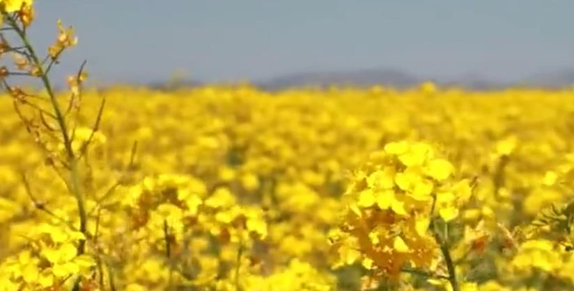 石家庄行唐：以花养地 有机循环促农业提质