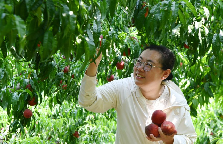 石家庄栾城区：盛夏农事丰收旺