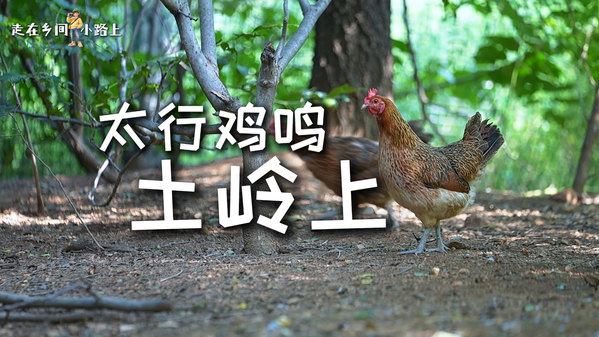 走在乡间小路上丨太行鸡鸣土岭上