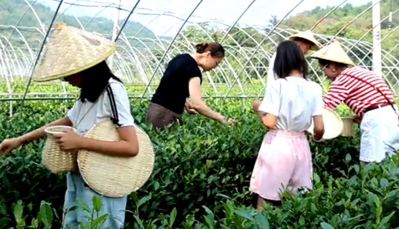 石家庄灵寿：体验采茶趣 太行品茶香
