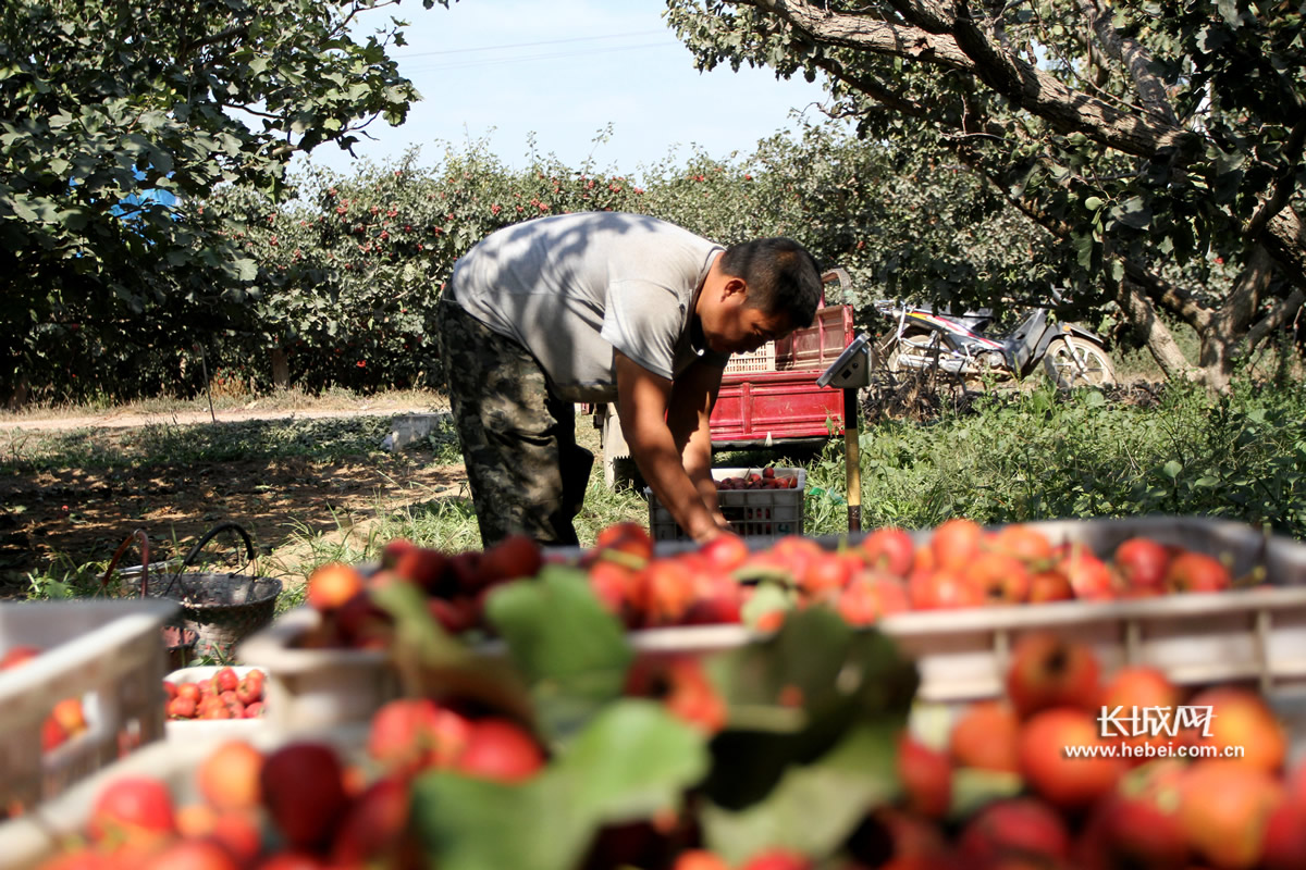 据了解,西贾庄村有760余户人家,共有耕地6000余亩,30年来发展山楂种植