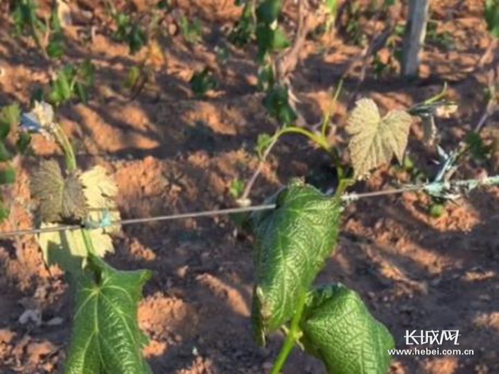 河北多地果区遭遇严重冻害，专家支招补救_河北经济网