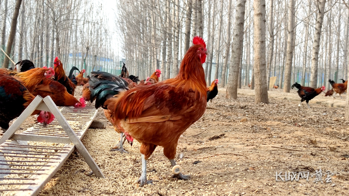高清组图河北武邑生态跑步鸡跑出小康路