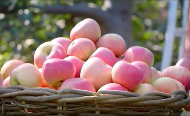 河北农品丨承德国光苹果 中国国家地理标志产品