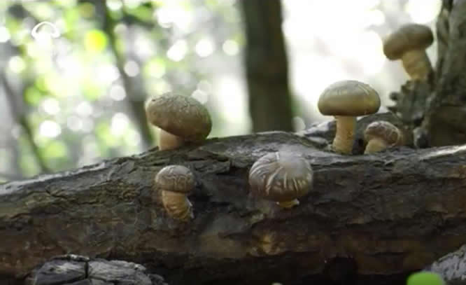 河北农品丨平泉食用菌 “中国食用菌之乡”