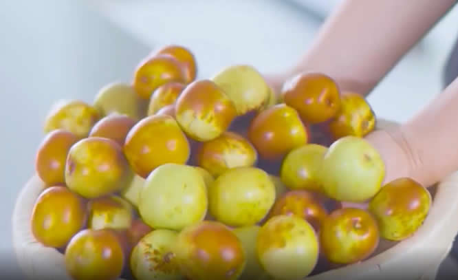 河北农品丨黄骅冬枣 中国冬枣的“活化石”