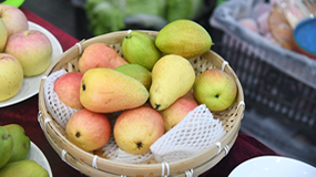 “颛顼故都 梨想高阳” 高阳西洋梨区域公用品牌发布