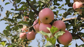 邢台县举办“浆水苹果”区域公用品牌<br>战略规划发布会