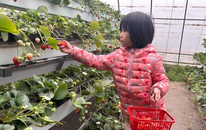 草莓红了！石家庄市栾城区第二十三届草莓采摘季开幕