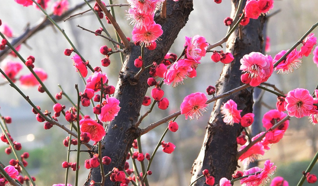 红梅花开