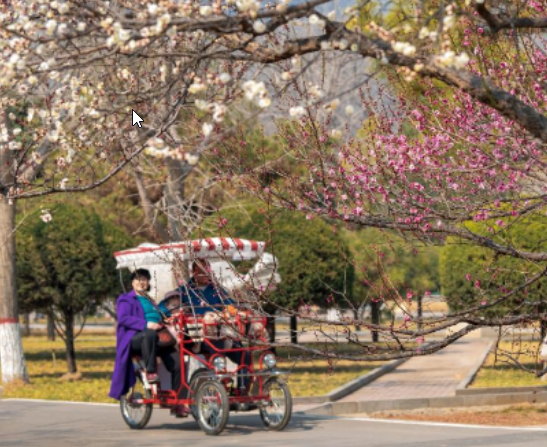 石家庄市植物园近千株梅花盛放