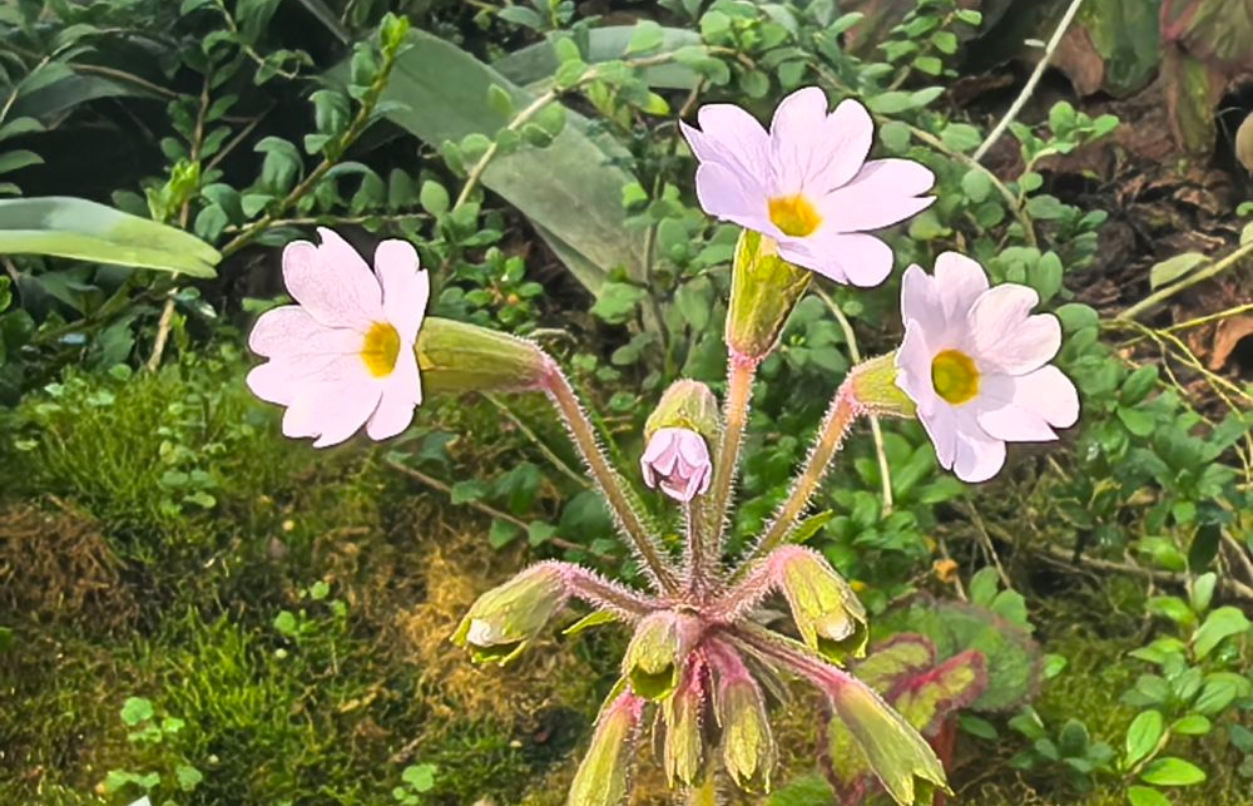 极小种群野生植物马关报春在昆明植物园首次开花