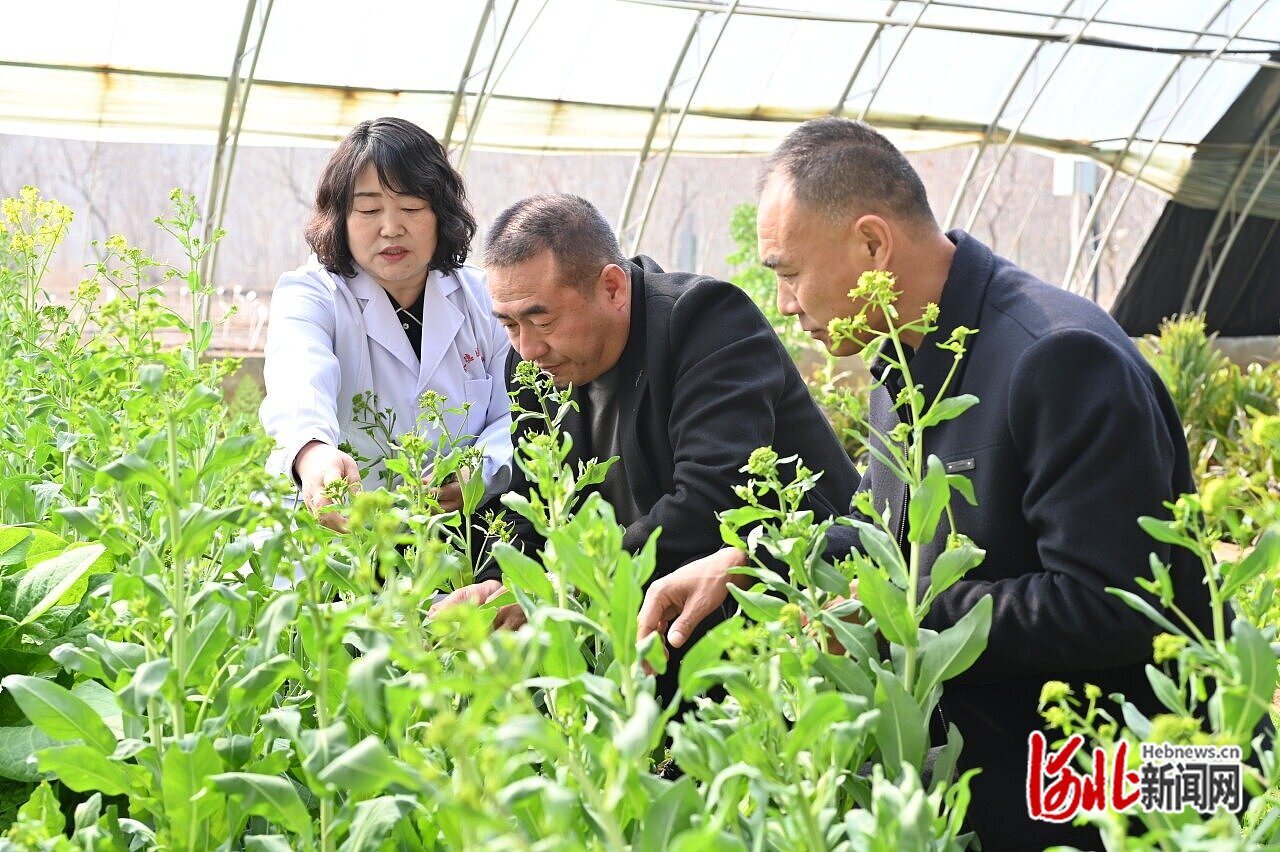 承德医学院中药研究所所长赵春颖：深耕燕山药谷 种出富民“良方”