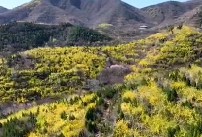 石家庄鹿泉区：连翘花开 产业兴旺