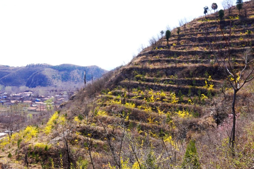 百姓看联播 | 漫山连翘金灿灿