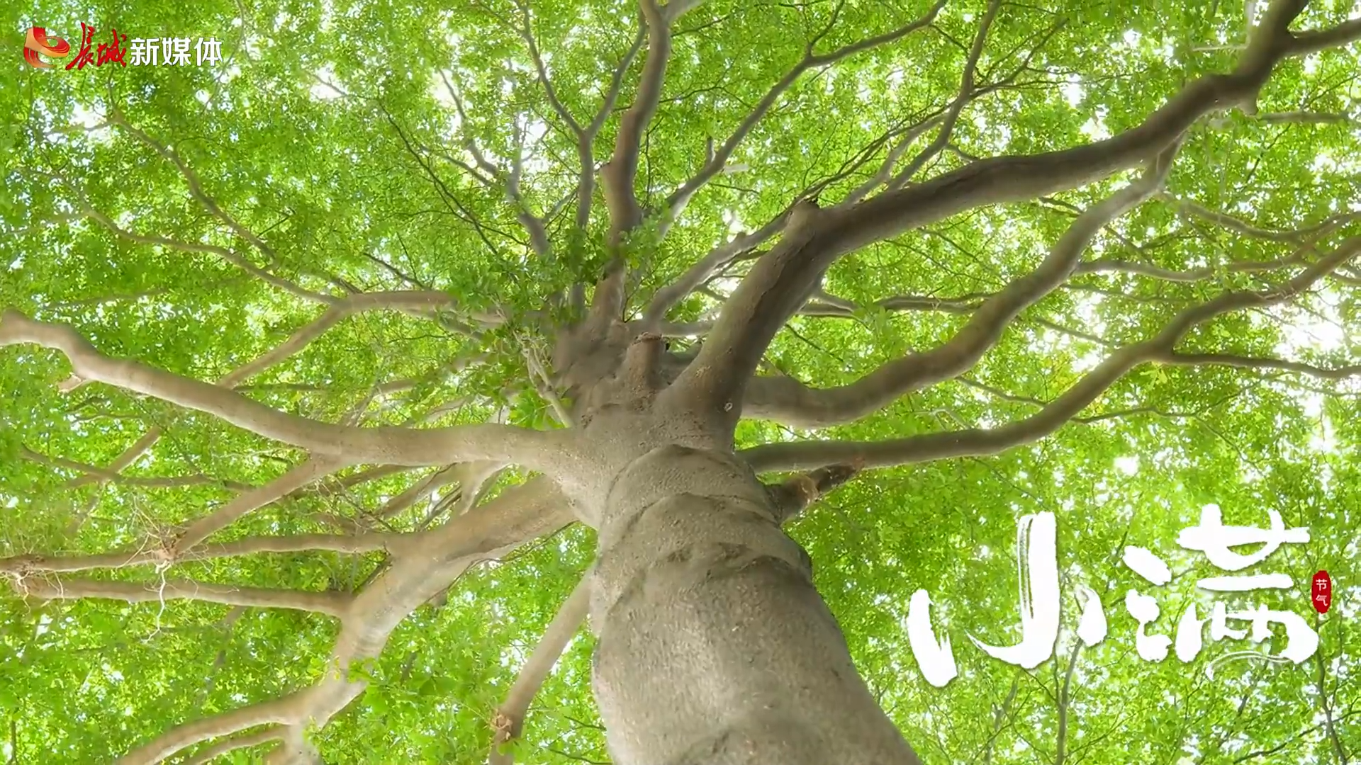 节气里的大美中国丨小满：盈而未溢 夏韵初成