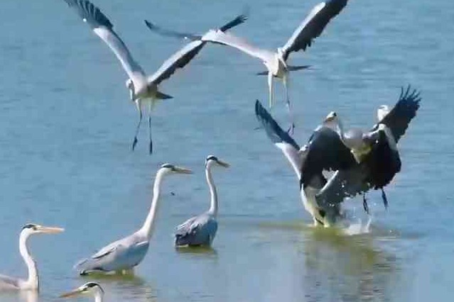 15秒看河北丨水鸟和鸣湿地间