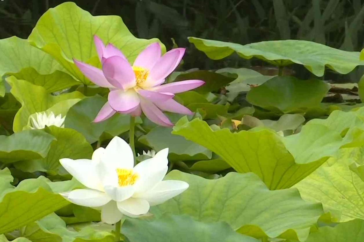 石家庄花卉园：漪澄湖畔荷韵浓 美景如画待君来