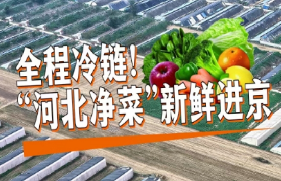 全程冷链！“河北净菜”新鲜进京