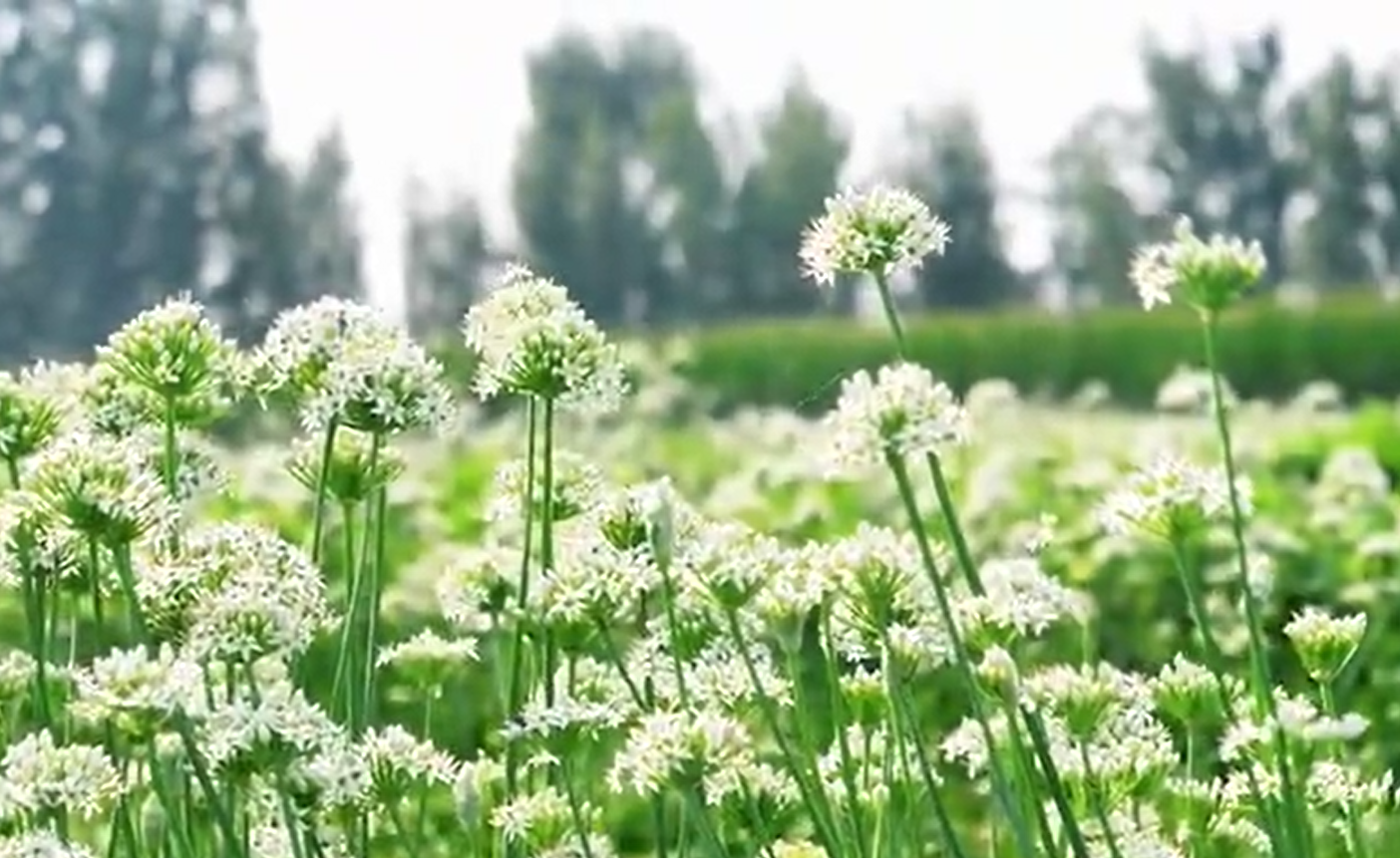 饶阳：“韭”香飘十里 “花”开迎丰收