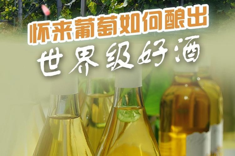 百姓看联播丨怀来葡萄如何酿出世界级好酒