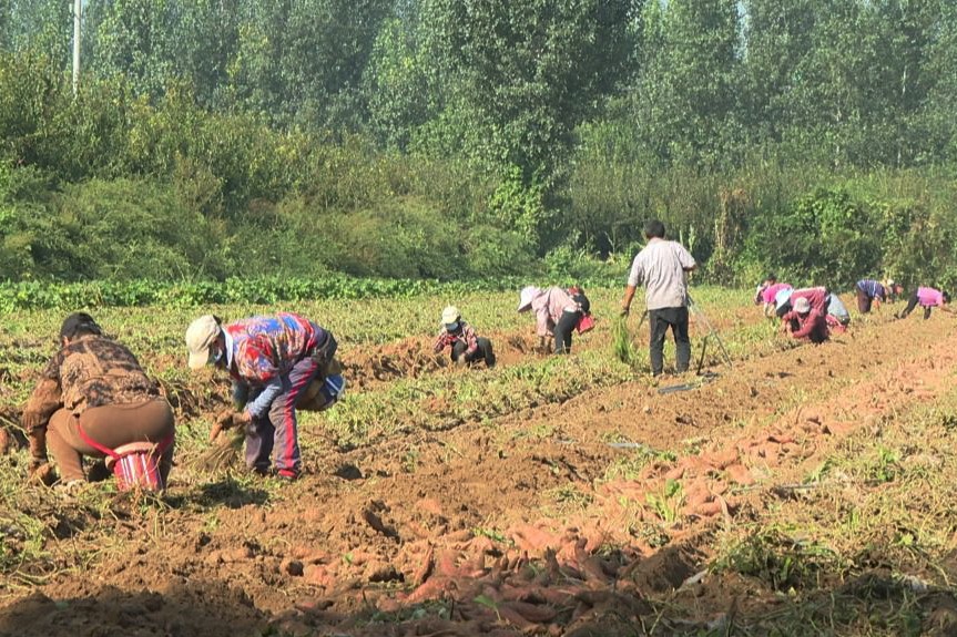 廊坊固安：红薯丰收产销旺 “甜蜜产业”助农富