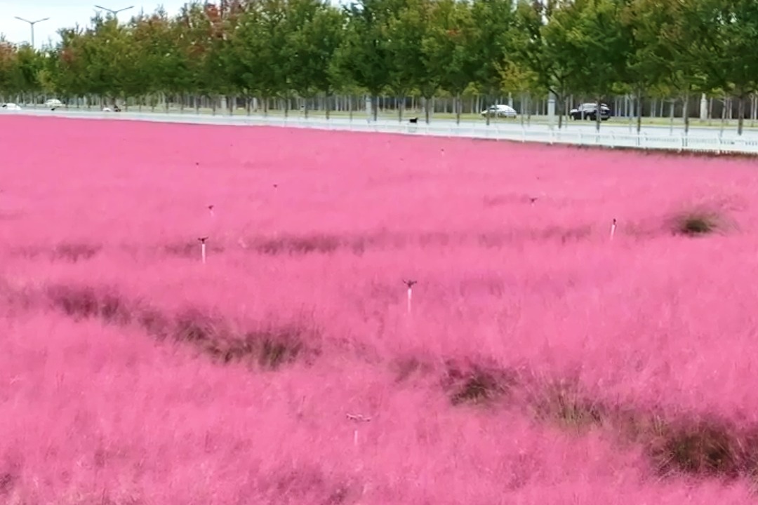 一见钟“秦”丨宁海大道泛秋甜