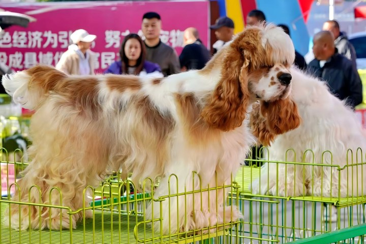 从“毛皮之乡”到“宠繁之乡” 秦皇岛昌黎打造宠物产业发展新赛道