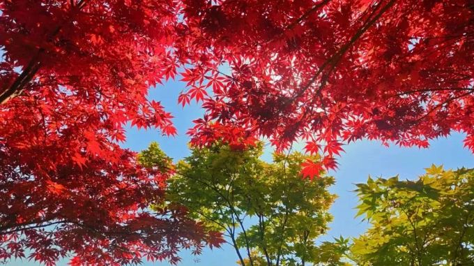 石家庄公园广场红枫进入最佳观赏期