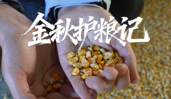 金秋护粮记①丨石家庄“三秋”遇连阴雨，影响有多大？