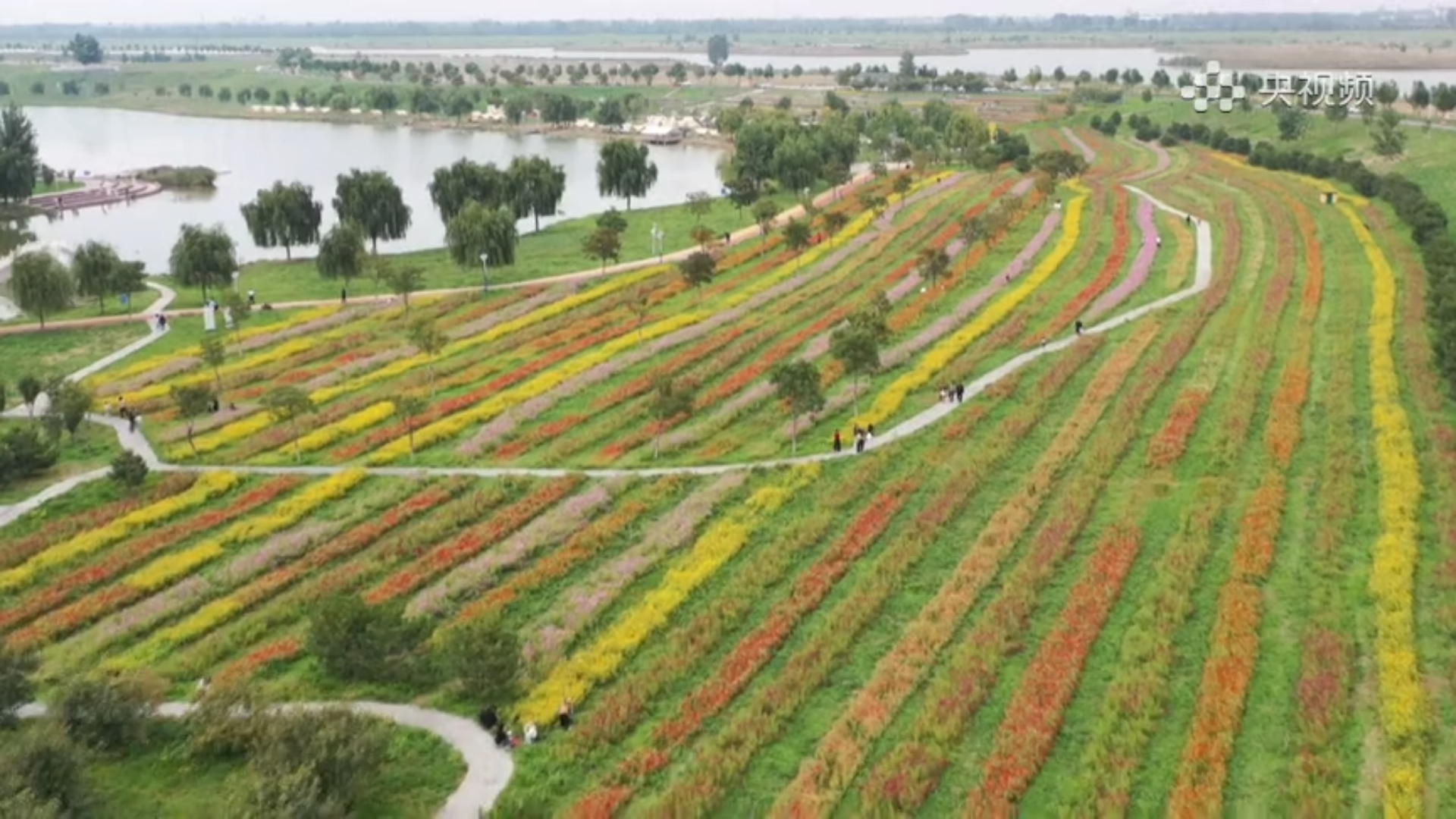 石家庄藁城区：廉州湖秋光好 花海盛放正当时