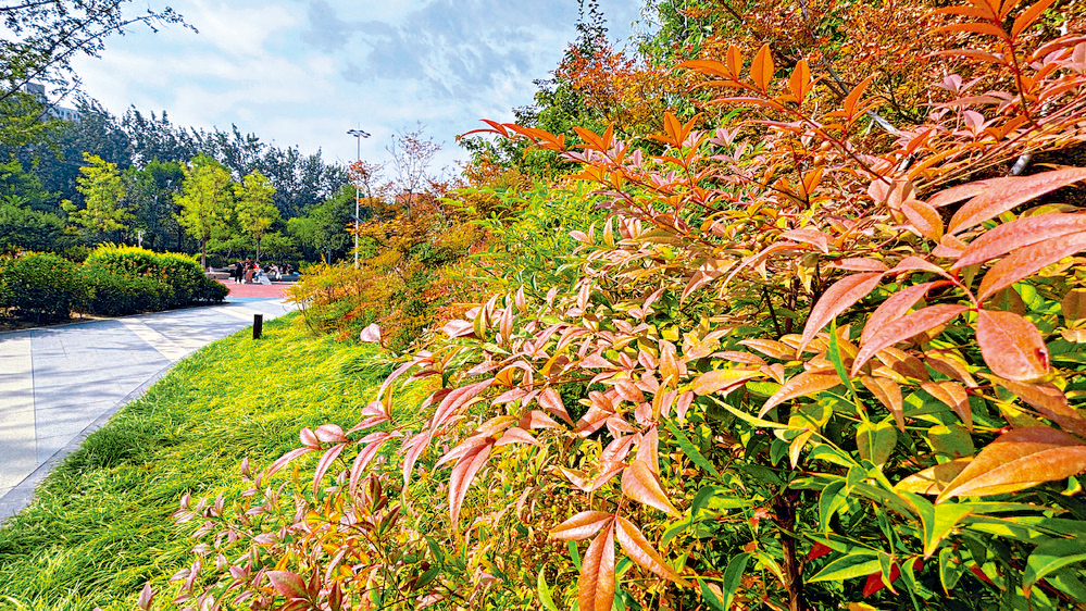 石家庄裕东公园南天竹迎来最佳观赏期