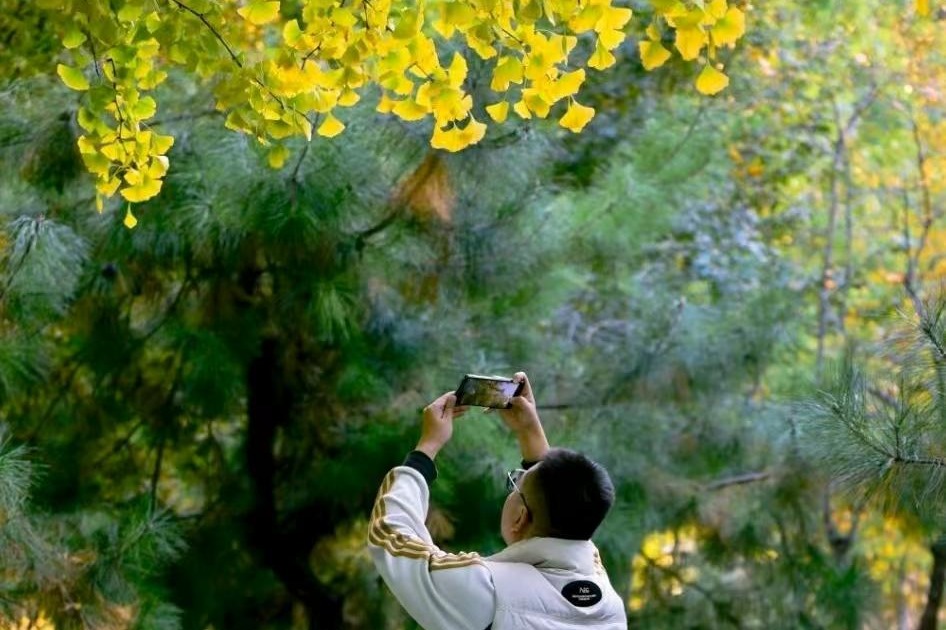 石家庄公园广场银杏进入最佳观赏期