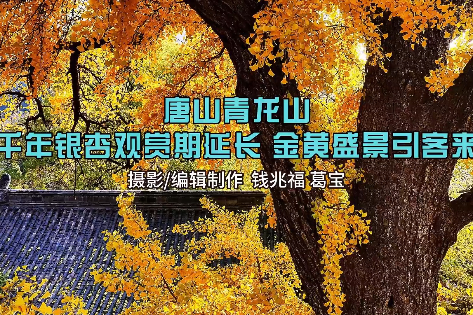 滦州市青龙山景区：千年银杏观赏期延长 金黄盛景引客来