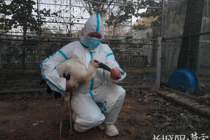 8年救助万只！候鸟迁徙季秦皇岛出手护航