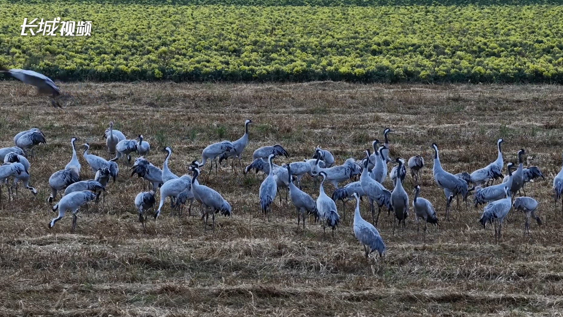 沽源县：44万只候鸟绘就坝上生态画卷