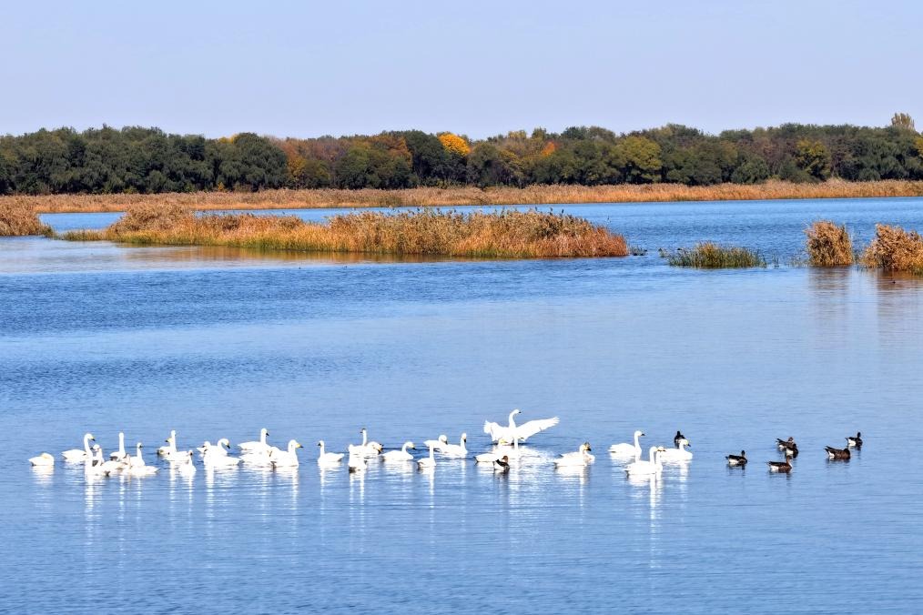 河北衡水湖迎秋季迁徙高峰 万余只候鸟飞抵停歇