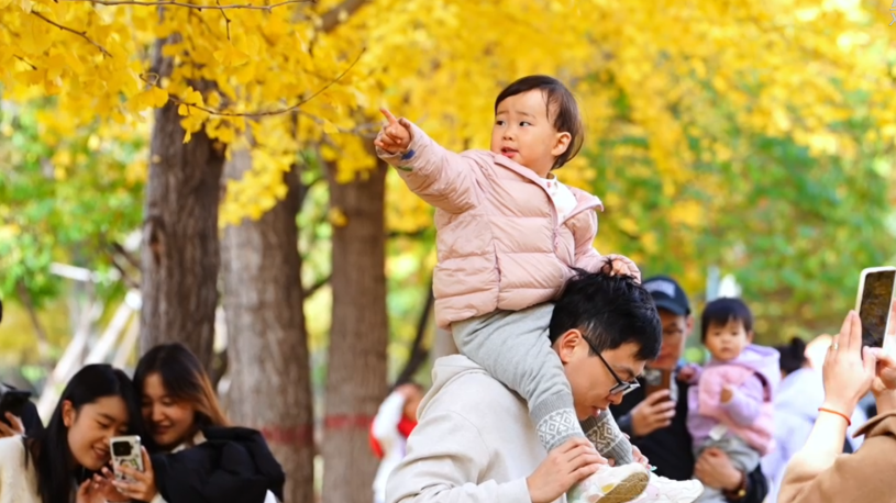 河北石家庄：初冬银杏黄