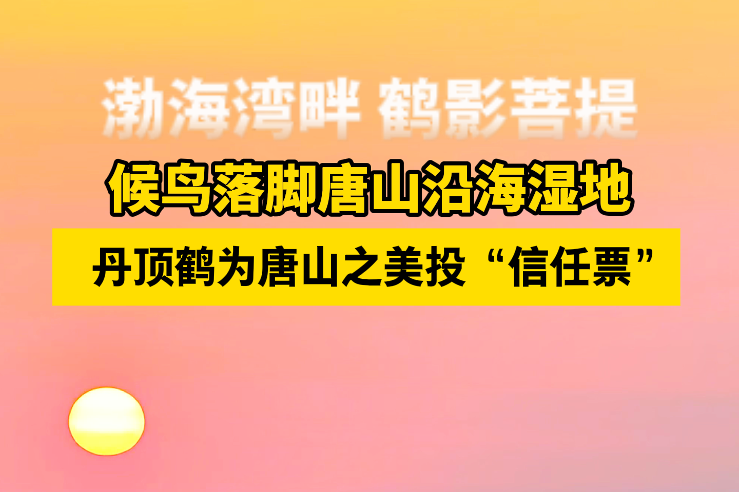 候鸟“打卡”菩提岛 为唐山生态之美“代言”