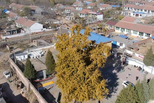 迁安：一树金黄映古村 醉了初冬韵悠长