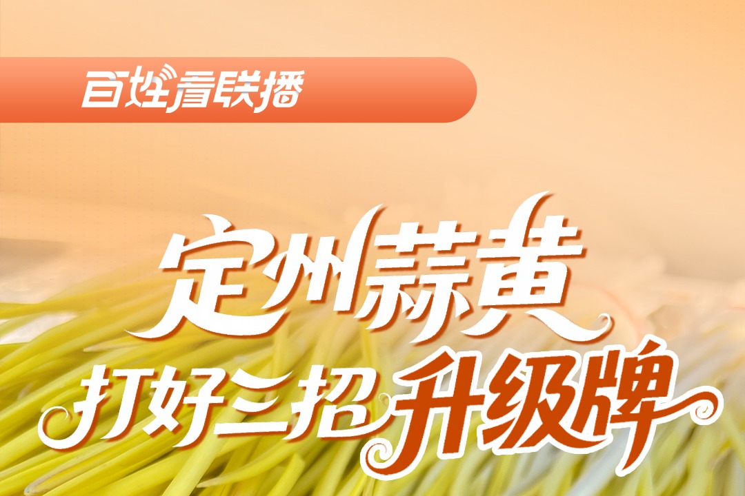 百姓看联播丨定州蒜黄打好三招“升级牌”