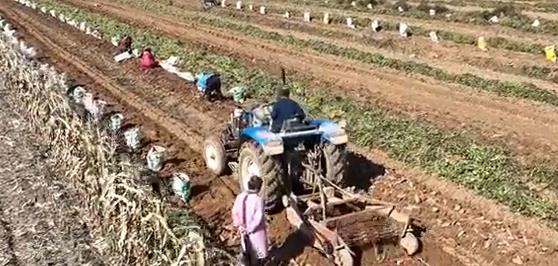 石家庄元氏：红薯丰收铺富路